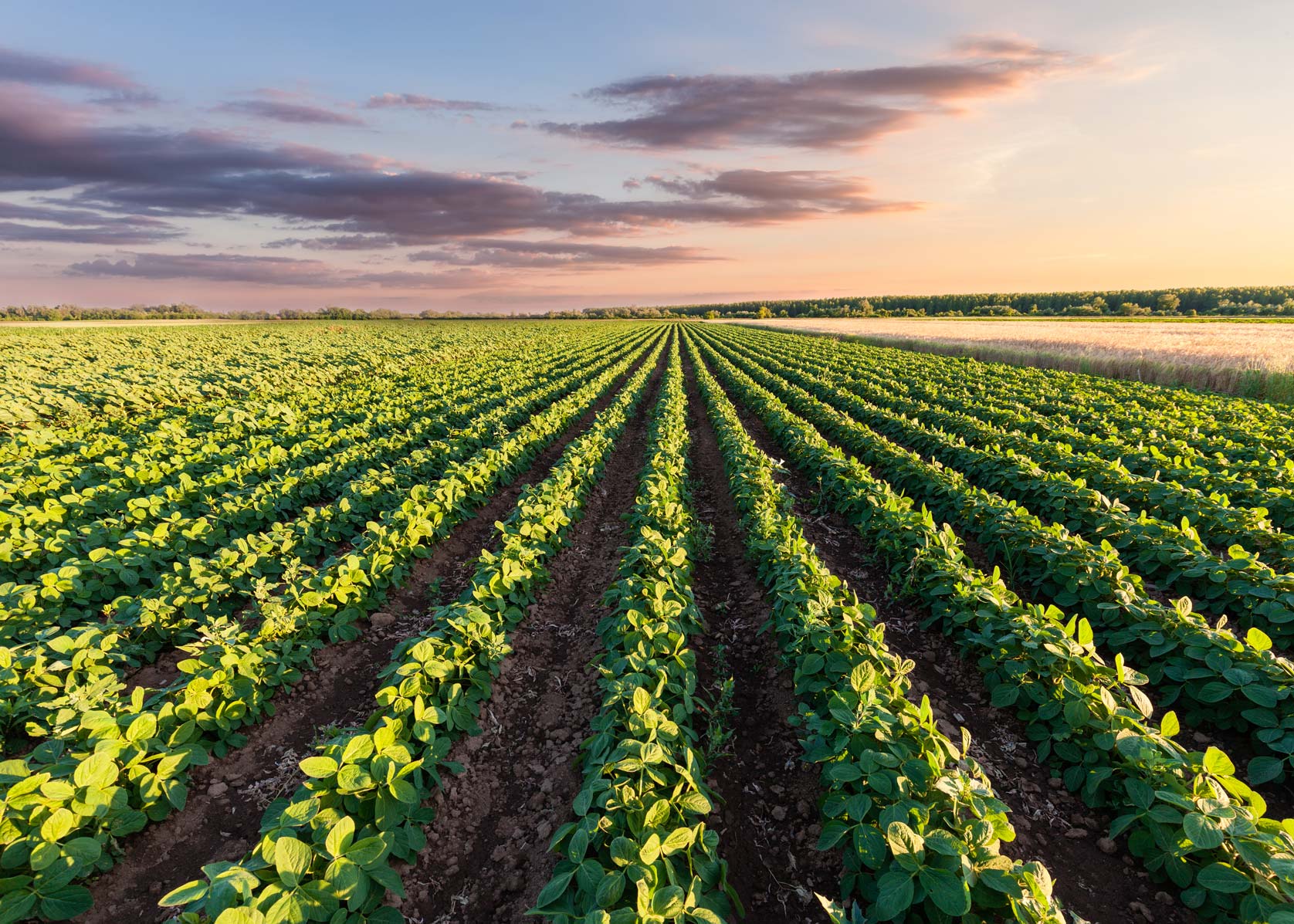 Agriculture Industry